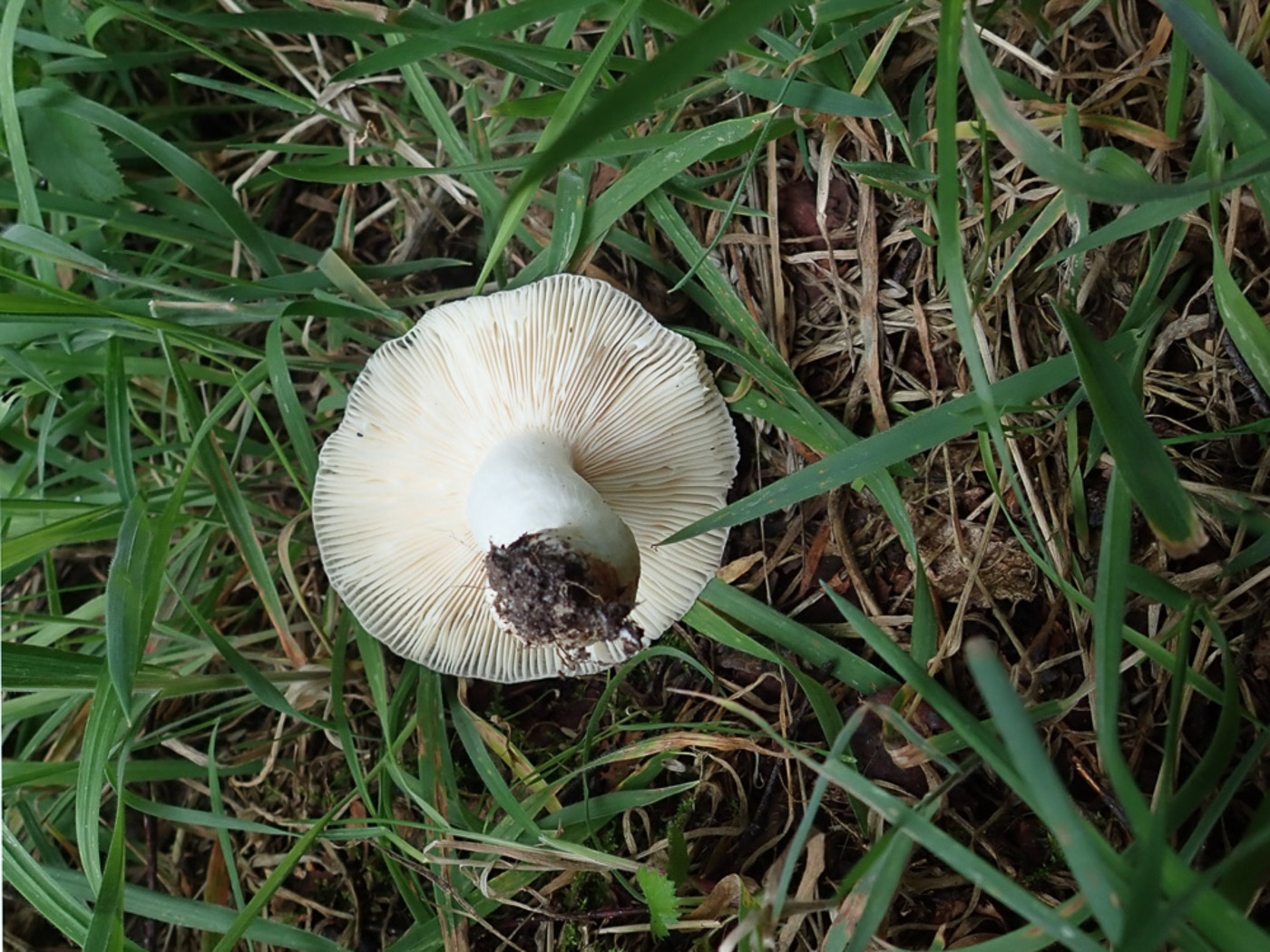 Russula parazurea by Penny Cullington